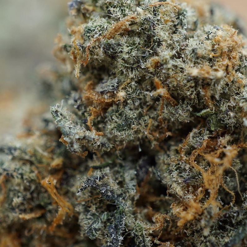 close-up shot of cannabis flower
