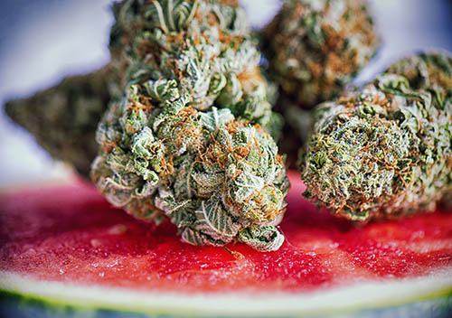 Macro detail of cannabis buds (watermelon marijuana strain) over a water melon slice