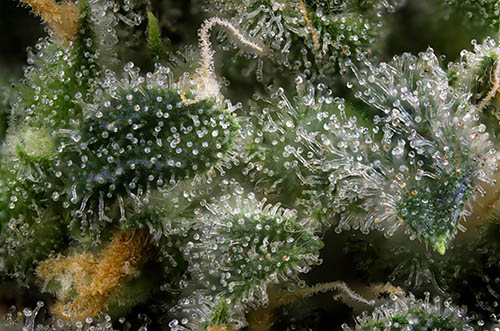 Abstract macro detail of cannabis bud (green crack marijuana strain) with visible hairs and trichomes