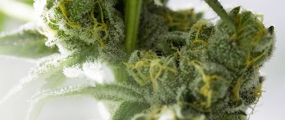 cannabis flower on white background