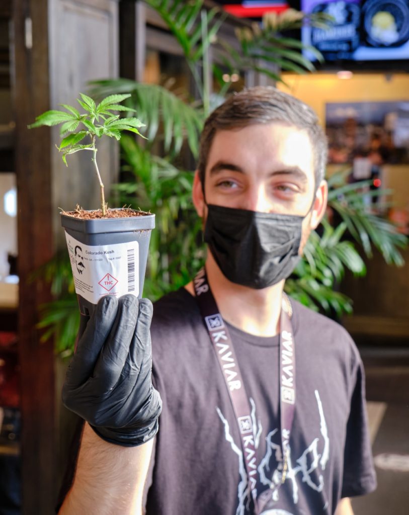 budtender holding a young cannabis plant