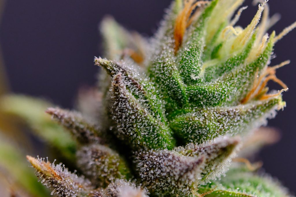 cannabis flower macro
