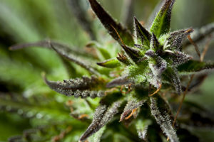 macro close up shot of cannabis