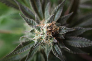 cannabis marijuana bud in bloom