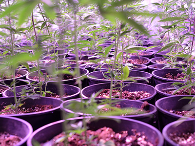 marijuana plants growing in pots indoors