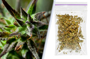 cannabis vs weed header