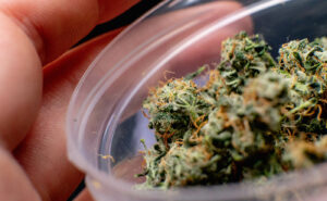a strain of marijuana in a jar