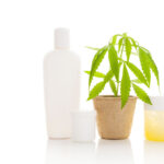 Hemp cosmetics. Moisturizer, cream, shampoo, oil and young cannabis plant in plant pot isolated on white background. Healthy natural ecological cosmetics.
