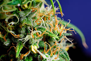 cannabis flower on blue background