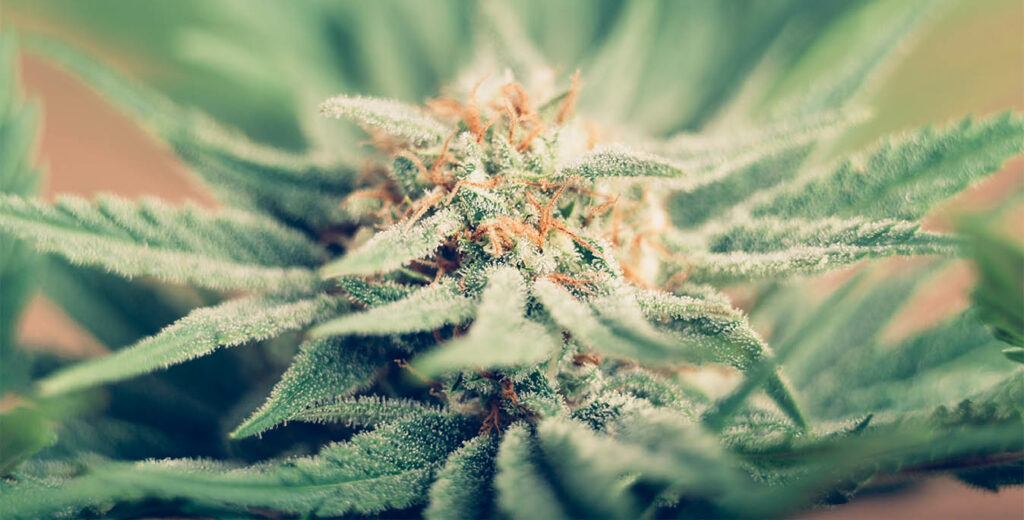 Closeup of Cannabis female plant in flowering phase.