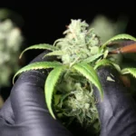 gloved hands trimming cannabis