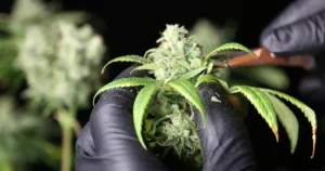 gloved hands trimming cannabis