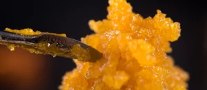 close up of cannabis concentrate