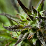 Detailed Photograph of Cannabis Plant top