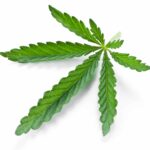 close-up image of Cannabis plant | Denver Dispensary