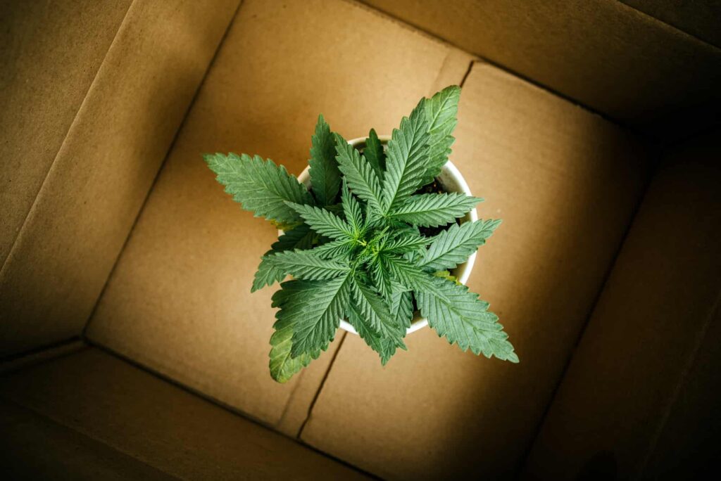 marijuana plant is visible inside a cardboard container for cannabis delivery